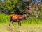 A Majestic Cow Grazing in the Lush Greenery