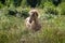 Majestic cream-colored wild horse galloping through a lush green field with flowers and grass