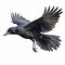 Majestic Crow in Flight on White Background, Generative AI