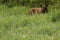 Majestic Curious Cinnamon black Bear