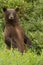 Majestic Curious Cinnamon black Bear