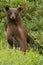 Majestic Curious Cinnamon black Bear in Alaska