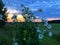 Majestic daisy field and beautiful summer sunset.