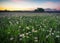 Majestic daisy field and beautiful summer sunset