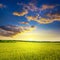 Majestic dawn and blue sky with clouds over summer wheat field