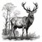 Majestic Deer Illustration black and white