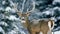 A majestic deer its antlers adorned with sparkling icicles stands against a snowy backdrop of evergreen trees. Its keen