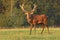 Majestic deer male Cervus elaphus