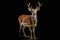 Majestic deer stands proudly against a black background. The contrast between the deer\\\'s grace and the darkness