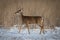 Majestic deer stands in the snowy landscape, gazing towards something captivating beside it