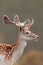 Majestic Doe deer with impressive antlers stands in a lush grassy field