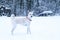 Majestic Dog in Snow, Countryside Nordic Winter at Cabin Cold Portrait Forest Frost Cottage Wild North Weather
