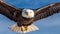 Majestic Eagle Soaring, Made with Generative AI