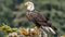 A Majestic Eagle Soars Above the Forest A Realistic Photography Display