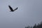 Majestic Eagles Soaring the skies outside of Ketchikan in Alaska