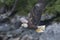 Majestic Eagles Soaring the skies outside of Ketchikan in Alaska