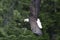 Majestic Eagles Soaring the skies outside of Ketchikan in Alaska