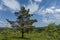 Majestic early summer pine-tree, fresh glade with different grass and blossom wildflower, Plana mountain