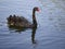 Majestic Elegance : The Graceful Black Swan on Serene Waters