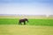 Majestic elephant drinking water at a waterhole