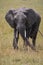 Majestic elephant gracefully strolls through a lush green field of Kenya's safari