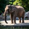 Majestic elephant, iconic zoo resident, basks in tranquil sunlight