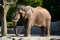 Majestic elephant, iconic zoo resident, basks in tranquil sunlight