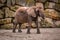 Majestic elephant its trunk raised in the air against a rocky wall