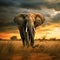 majestic elephant in the plain at sunset, AI generated