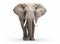 Majestic elephant standing gracefully, showcasing its grandeur, tusks and trunk, isolated on a white background.