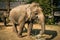 Majestic elephant with tall trees in the background