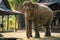 Majestic elephant with tall trees in the background