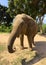 Majestic elephant walking across a grassy plain with trees in the background