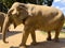 Majestic elephant walking across a grassy plain with trees in the background