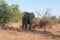 Majestic elephant walking against a backdrop of a serene wilderness