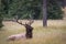 Majestic elk (Cervus canadensis) sitting in the grass