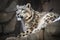 A majestic and elusive Snow Leopard perched on a rocky cliff - This Snow Leopard is perched on a rocky cliff, showing off its