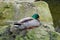 A Majestic Encounter: A Beautiful Drake Perched on a Rock in the Carp Pond of Düsseldorf\'s Nordpark Japanese Garden