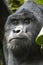 Majestic Encounter: Close-up of a Silverback Mountain Gorilla in Bwindi National Forest, Uganda