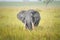 Majestic Encounter: Elephant in Uganda National Park