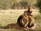 Majestic Encounter: Lions Embrace the Wild at Sunset