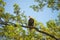 Majestic, endagnered bald eagle perched on a tree branch