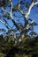 Majestic eucalyptus tree in the Australian bush