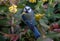 Majestic Eurasian blue tit perched atop a small shrub in its natural habitat