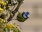 Majestic Eurasian blue tit perched atop a small shrub in its natural habitat