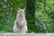 Majestic Eurasian lynx in an evergreen forest during daytime