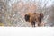 Majestic european bison male looking angry in white snowy woodland