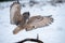 Majestic European eagle owl soars above a wintery landscape.