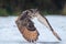 Majestic European eagle owl soars above a wintery landscape.