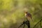 Majestic european robin bird perched atop a weathered tree branch